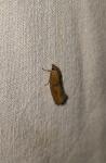 Epinotia sordidana