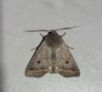 Leptologia lota