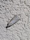 Lamoria anella