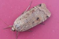 Noctua interposita