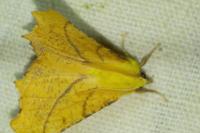 Ennomos alniaria
