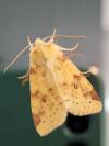 Cirrhia icteritia