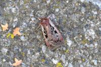 Xestia agathina