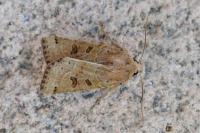 Anchoscelis lunosa