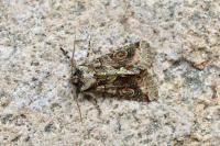 Allophyes oxyacanthae