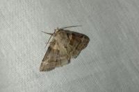 Cymatophorina diluta