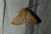 Colotois pennaria