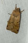 Agrochola lychnidis
