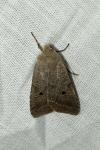 Leptologia lota