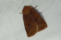 Conistra vaccinii/ligula