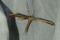 Emmelina monodactyla