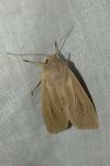 Rhizedra lutosa