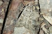 Spodoptera exigua