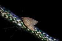 Acleris rhombana
