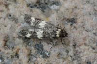 Oegoconia