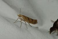 Ypsolopha sylvella