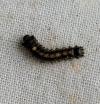 Lymantria dispar