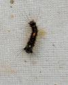 Lymantria dispar