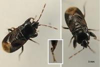 Plinthisus brevipennis