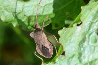 Coreus marginatus
