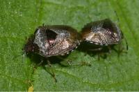 Stagonomus venustissimus