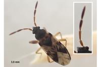 Scolopostethus affinis