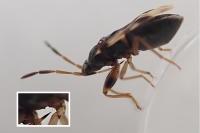 Scolopostethus affinis