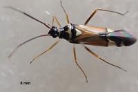 Cyllecoris histrionius