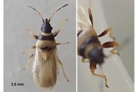 Oxycarenus pallens
