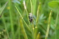 Eurydema oleracea