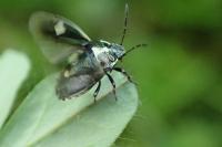 Eurydema oleracea