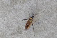 Miris striatus