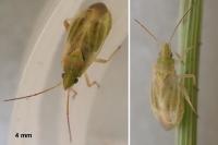 Amblytylus nasutus