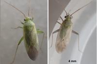 Asciodema obsoleta
