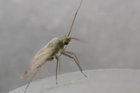Asciodema obsoleta