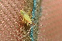 Campyloneura virgula