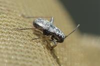Orthocephalus saltator