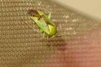 Neolygus viridis
