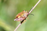 Carpocoris purpureipennis