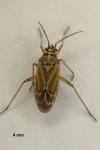 Hoplomachus thunbergii