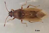 Cymus glandicolor