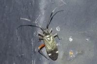 Closterotomus biclavatus