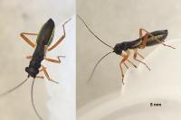 Pithanus maerkelii