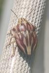 Odontotarsus purpureolineatus