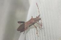 Camptopus lateralis