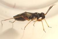 Globiceps fulvicollis