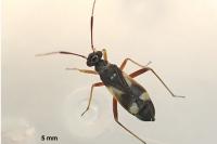 Globiceps fulvicollis