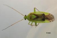 Neolygus viridis