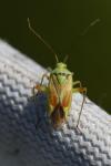 Closterotomus norwegicus