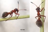Myrmecoris gracilis